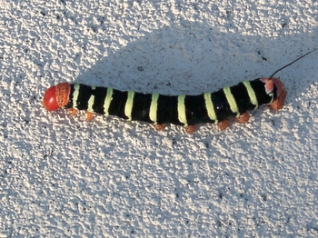 My favourite caterpillar!