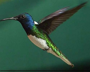 Emerald hummungbird