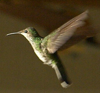 Green hummungbird