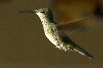 Emerald hummingbird