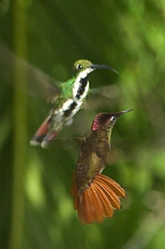 Competing hummingbirds