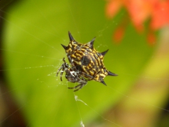 Very interesting spider
