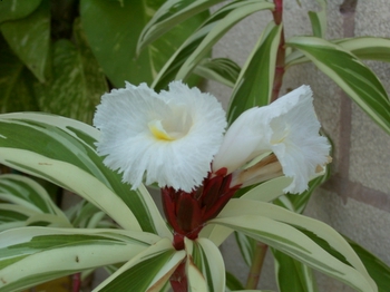 White trumpet flowers
